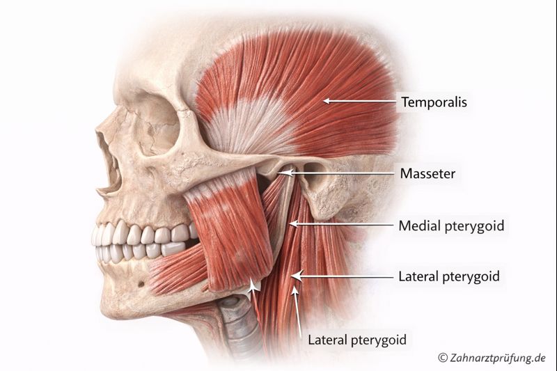 Kaumuskulatur Oralchirurgie